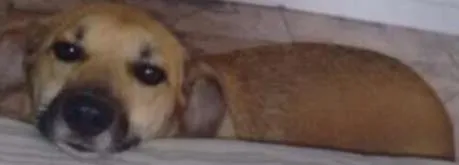 Cachorro ra a SRD idade 2 anos nome Vick