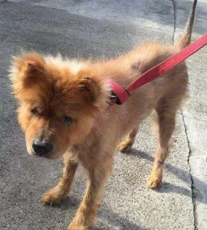 Cachorro ra a Chow Chow idade 6 ou mais anos nome Bella