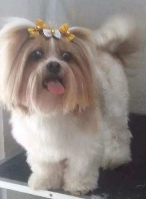 Cachorro ra a shihtzu idade 2 anos nome Julie 