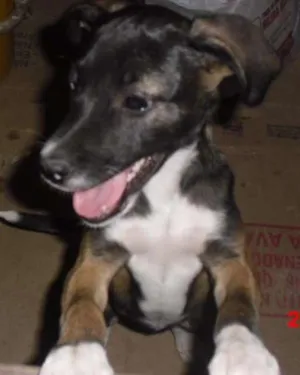 Cachorro raça SRD idade 2 a 6 meses nome BELINHA