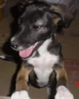 BELINHA