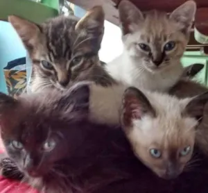 Gato raça Angorá idade 2 a 6 meses nome Não possuem nomes