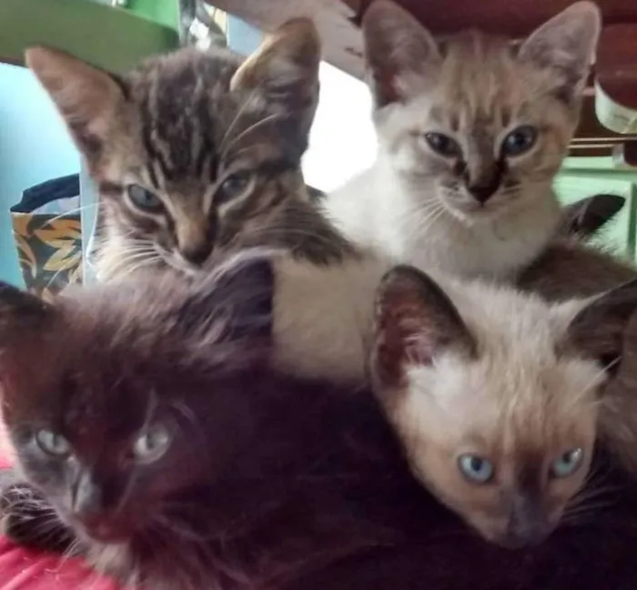Gato ra a Angorá idade 2 a 6 meses nome Não possuem nomes