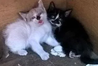 Gato ra a  idade Abaixo de 2 meses nome gato