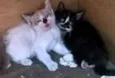 gato