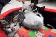 gato