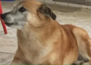 Cachorro raça vira-lata idade 6 ou mais anos nome Alice