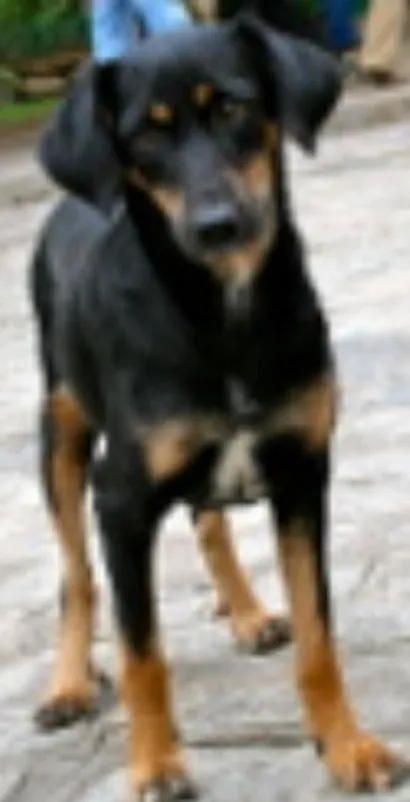 Cachorro raça  idade 4 anos nome Pirilampo 