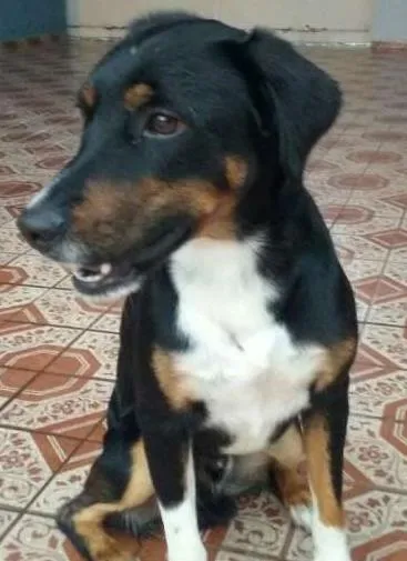 Cachorro ra a SRD idade  nome Skiper
