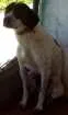 Cachorro raça SRD idade 1 ano nome Flora