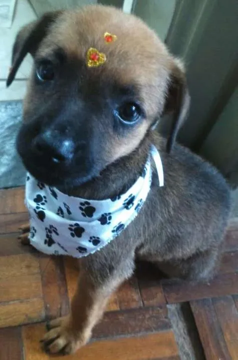 Cachorro ra a Vira lata idade Abaixo de 2 meses nome Filhotes