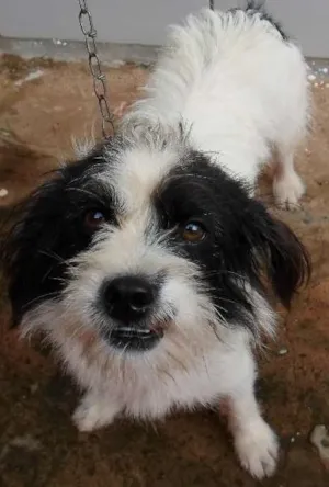 Cachorro raça  idade 1 ano nome mylla