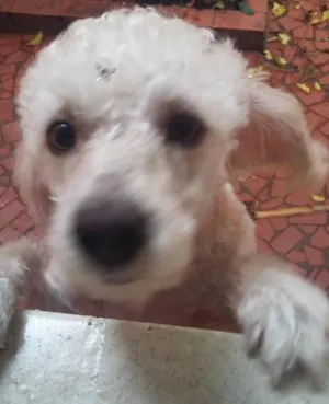 Cachorro raça poodle idade 2 anos nome Meg