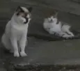 bianca, tigrinho, b