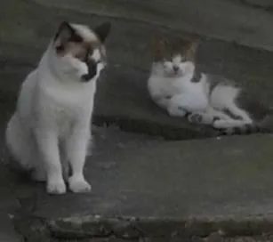 Gato raça  idade 1 ano nome bianca, tigrinho, b