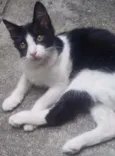 pequena