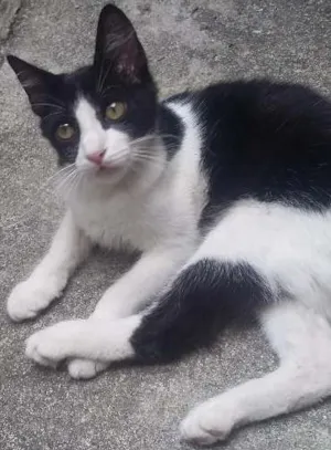 Gato raça nenhum idade 2 a 6 meses nome pequena