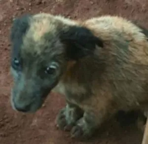 Cachorro raça SDR idade 2 a 6 meses nome Ninhada com 5 filho