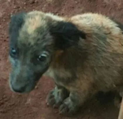 Cachorro ra a SDR idade 2 a 6 meses nome Ninhada com 5 filho