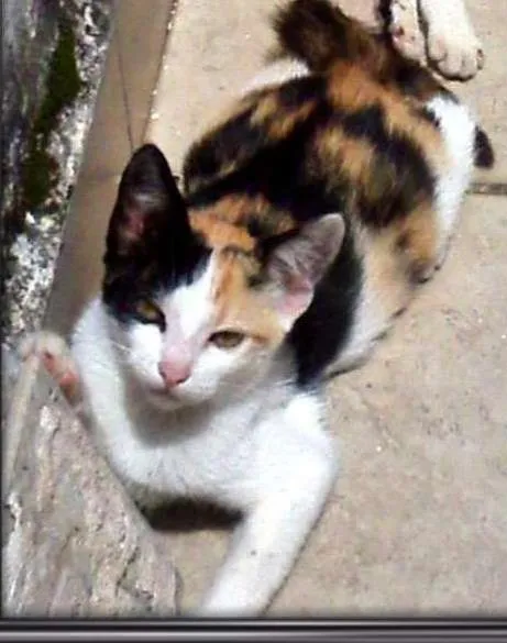 Gato ra a  idade 2 a 6 meses nome Mel e Lina