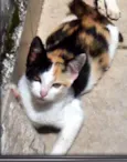 Mel e Lina