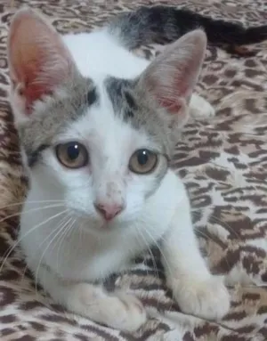 Gato raça SDR idade 2 a 6 meses nome Gatinha
