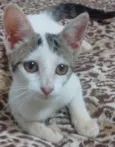 Gatinha