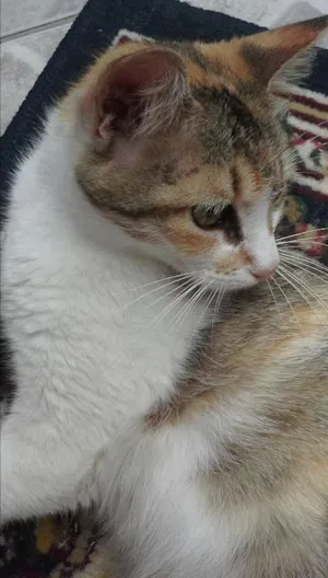 Gato raça Sem Raça Definida idade 2 anos nome Princesa