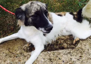 Cachorro raça Srd idade 1 ano nome Lobo