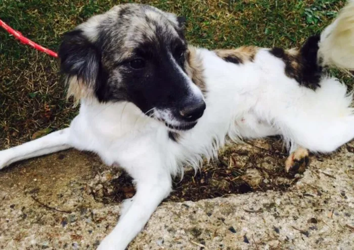 Cachorro ra a Srd idade 1 ano nome Lobo