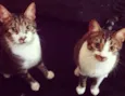 Thor e Loki