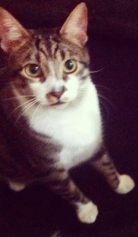 Gato ra a Vira lata idade 2 anos nome Thor e Loki