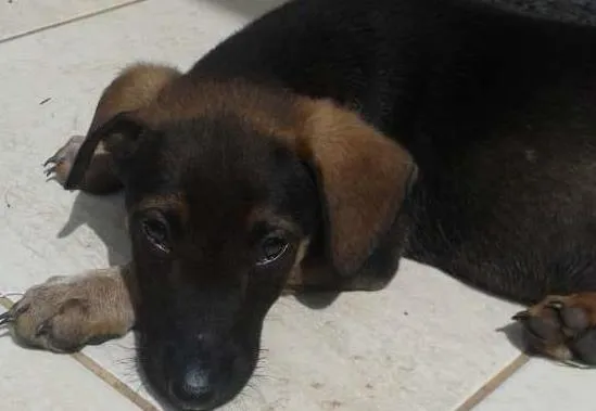 Cachorro ra a salsisha idade 2 a 6 meses nome Left