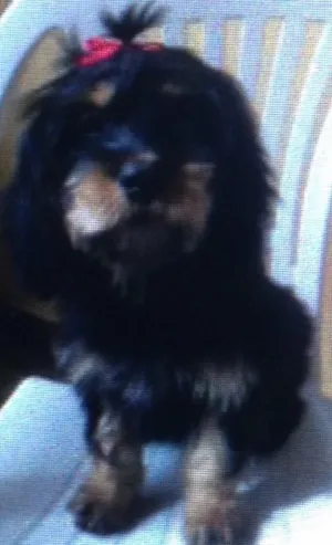 Cachorro raça Viralata idade  nome Pituca