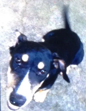 Cachorro raça Viralata  idade  nome Grega 