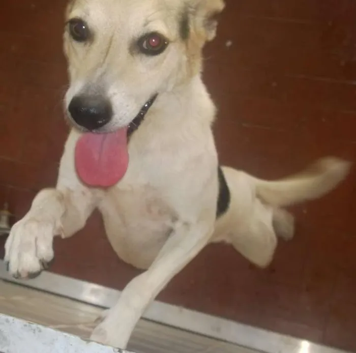 Cachorro ra a SRD idade 3 anos nome Cici