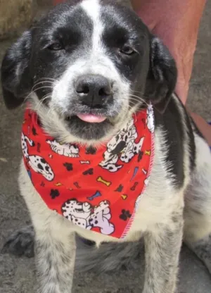 Cachorro raça Srd idade 2 a 6 meses nome Dominique