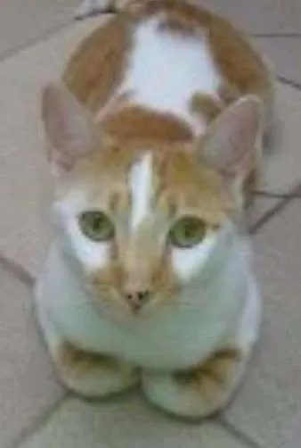 Gato ra a SRD idade 5 anos nome Bia,Rico,Isaac,Shai