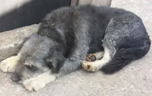 Cachorro raça SRD idade 4 anos nome Bigode