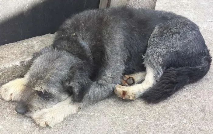 Cachorro ra a SRD idade 4 anos nome Bigode