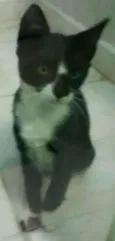 Gatinhas