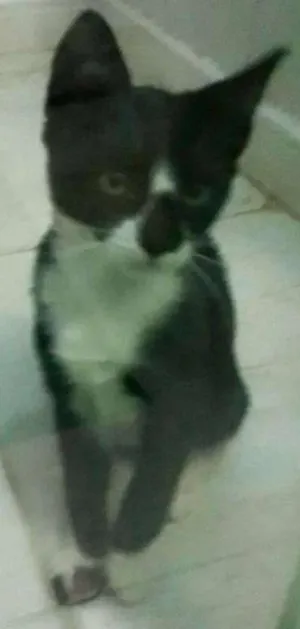 Gato raça SRD idade 2 a 6 meses nome Gatinhas