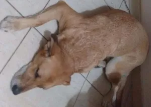 Cachorro raça SRD idade 4 anos nome Luna