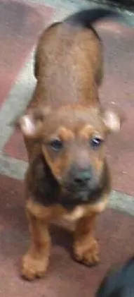 Cachorro ra a Salsicha com virata idade 2 a 6 meses nome Não tem nome