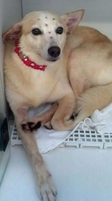 Cachorro ra a  idade  nome Casa dos horrores -