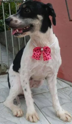 Cachorro raça  idade 4 anos nome Casa dos horrores -