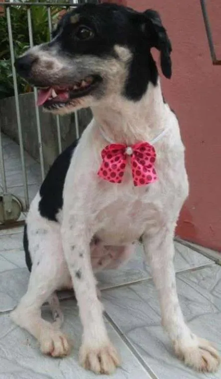 Cachorro ra a  idade 4 anos nome Casa dos horrores -