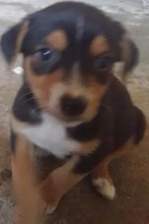 Cachorro raça vira-lata idade Abaixo de 2 meses nome sem nome