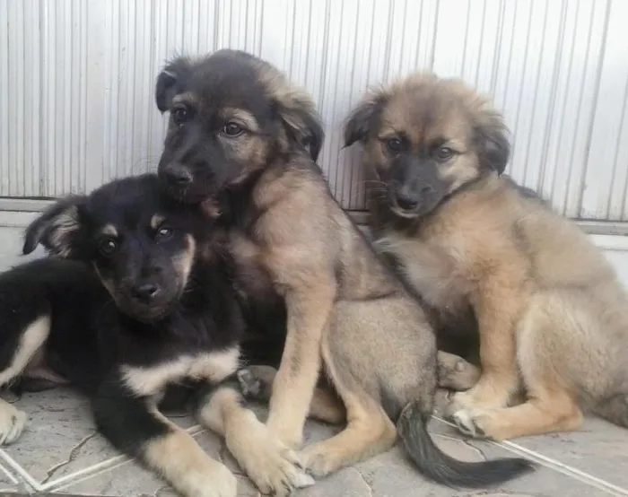 Cachorro ra a vira lata  idade 2 a 6 meses nome ñ tem nome