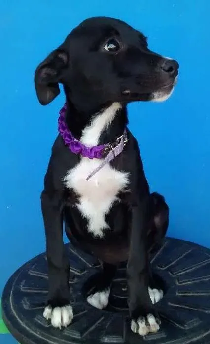 Cachorro ra a Srd idade 2 a 6 meses nome Teka